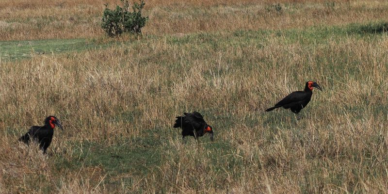 Southern Ground Hornbill - Moremi