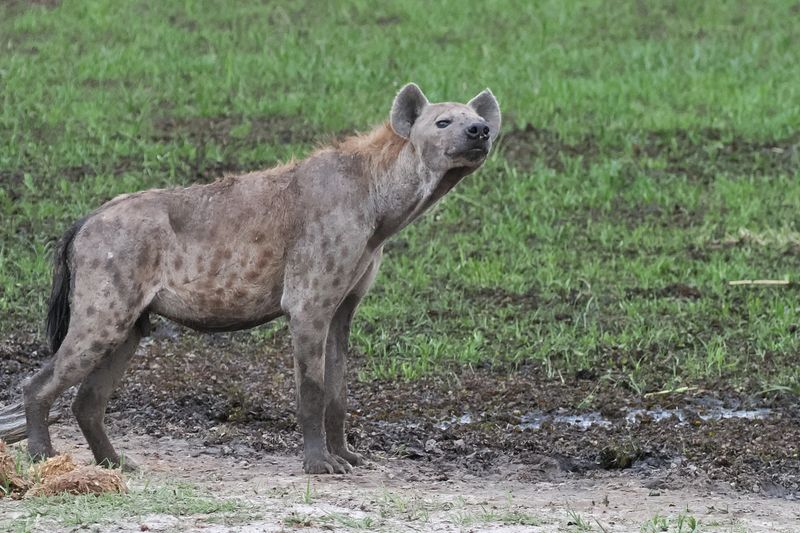 Spotted Hyena - Mabape