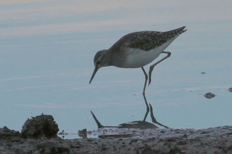 Wood Sandpiper - Moremi