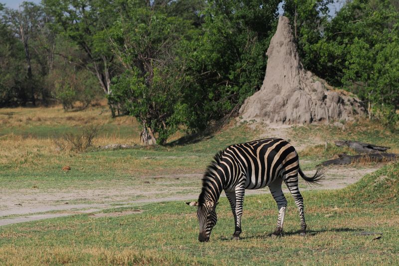 Zebra - Moremi