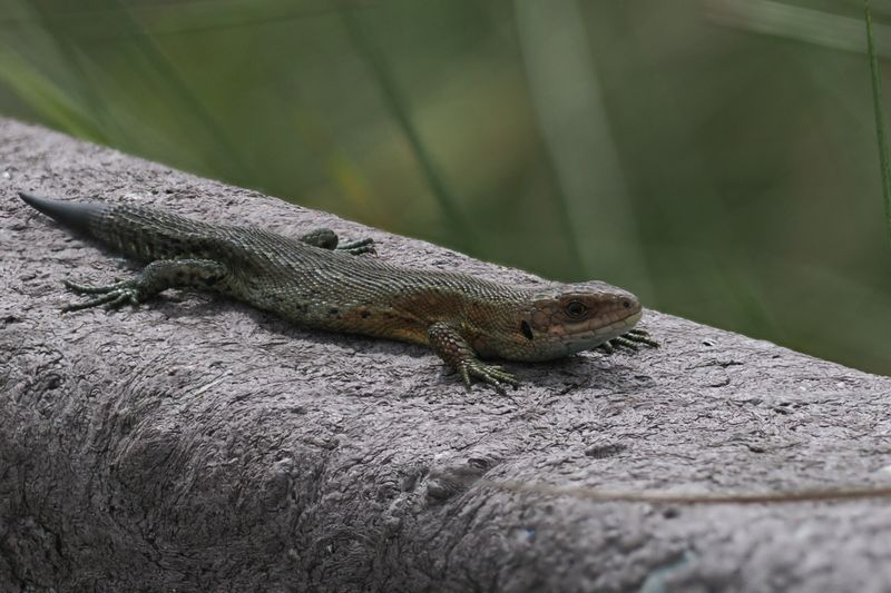 Common Lizard, Flanders Moss