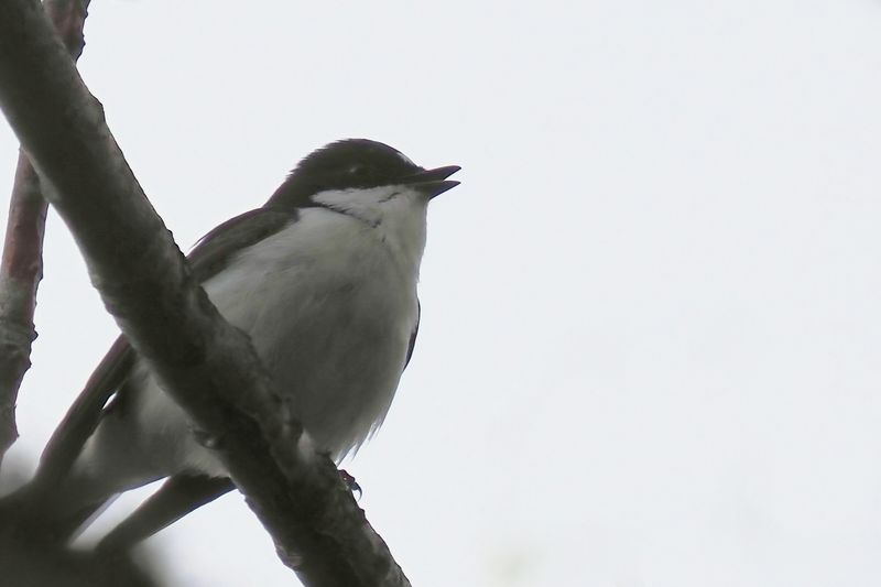 Pied Flycatcher, Ross Wood-Loch Lomond