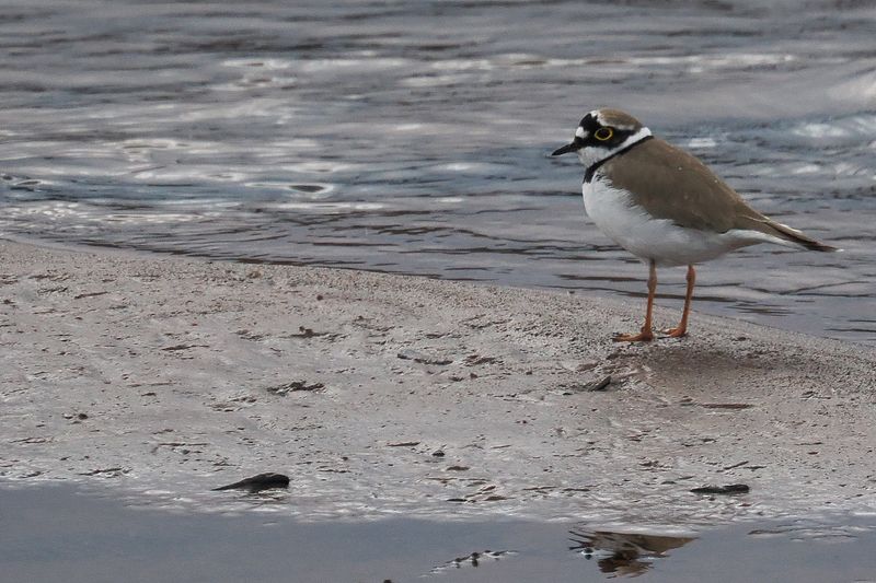 Little Ringed Plover, Endrick Water