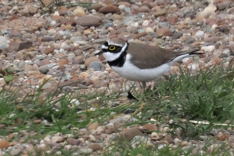 Little Ringed Plover, Endrick Water
