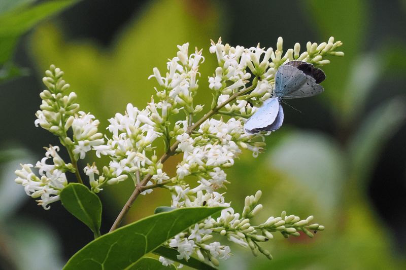 Holly Blue, Hamilton
