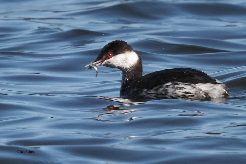 Slavonian Grebe, Hogganfield Loch, Glasgow 