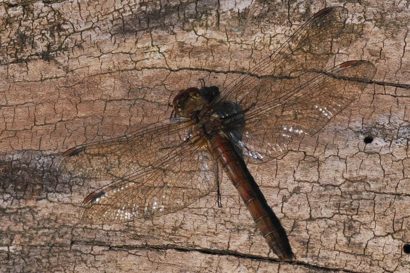 Common Darter, Carbarns