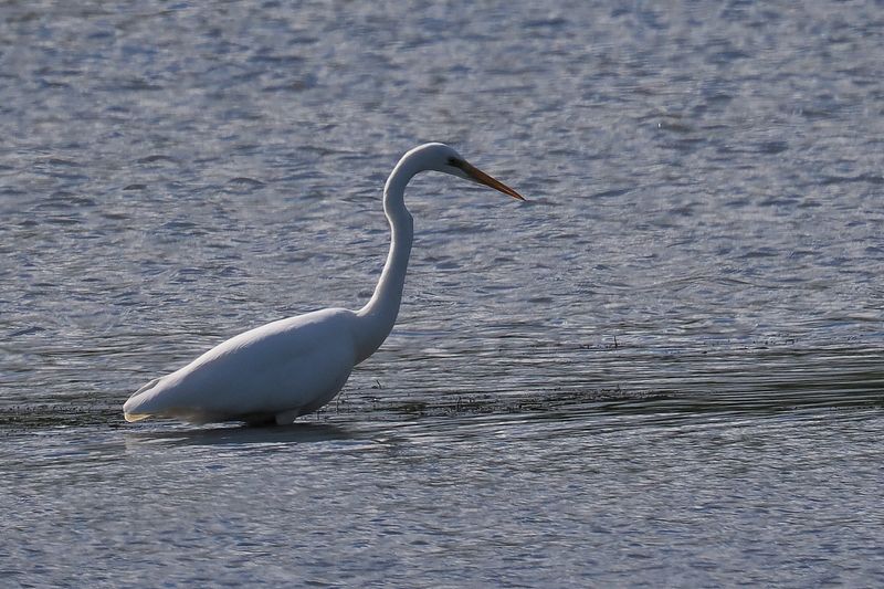 Great White Egret, RSPB Barons Haugh