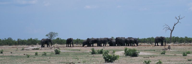 Elephant - Savuti