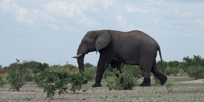 Elephant - Savuti