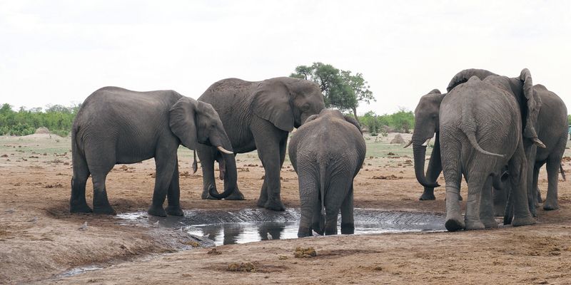 Elephant - Savuti