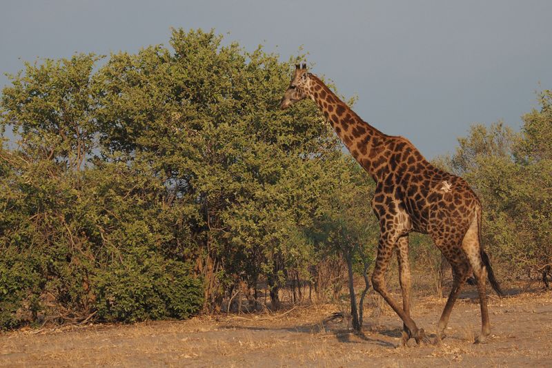 Giraffe - Mabape