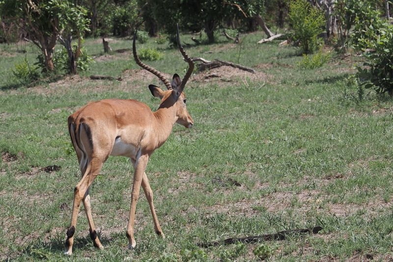 Impala - Savuti