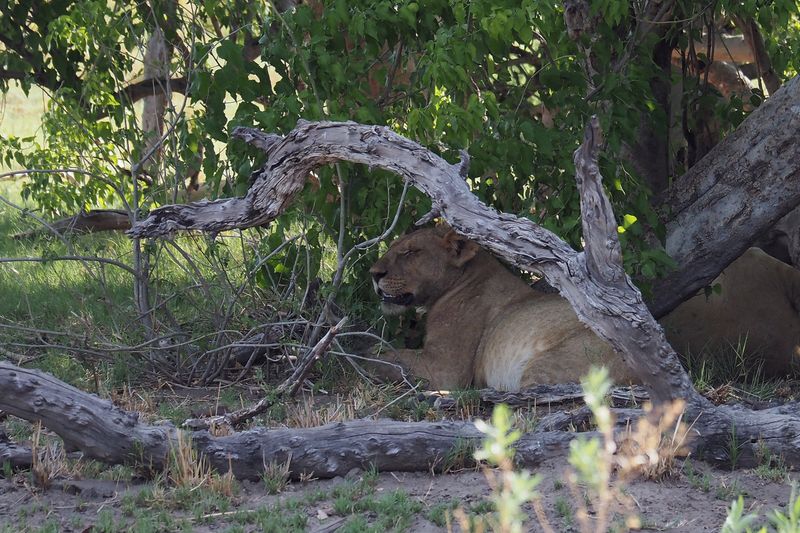 Lion - Moremi