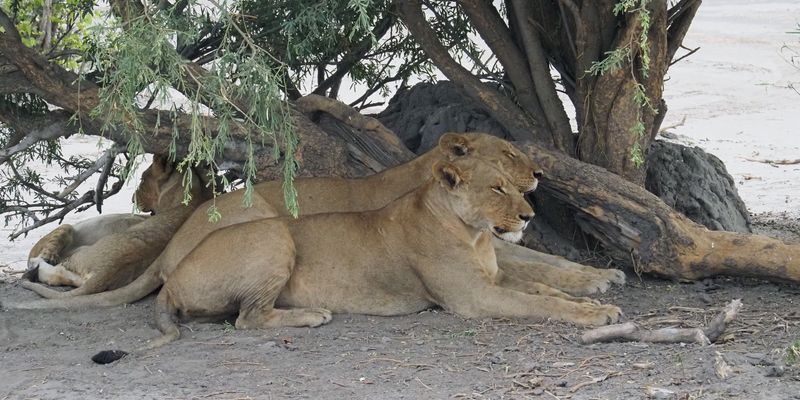 Lion - by the road from Mabape to Savuti