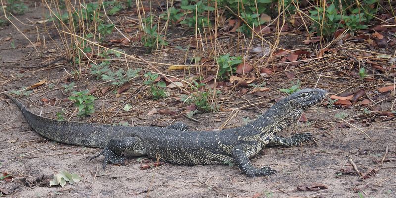 Nile Monitor - Chobe