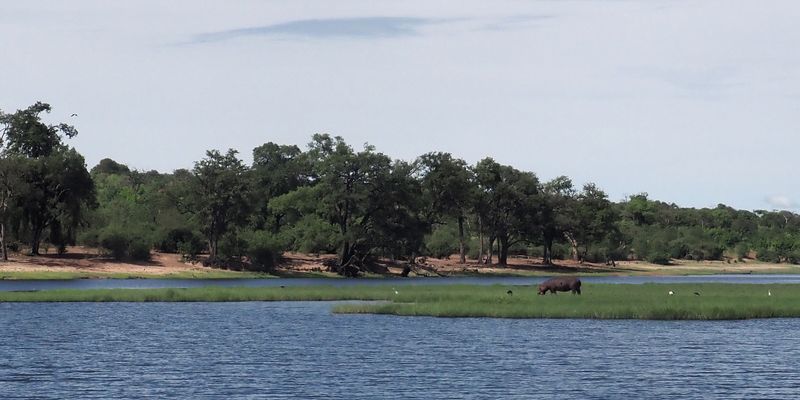 Chobe River at Kasane