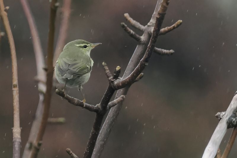 Arctic Warbler, Burn of Njugalswater