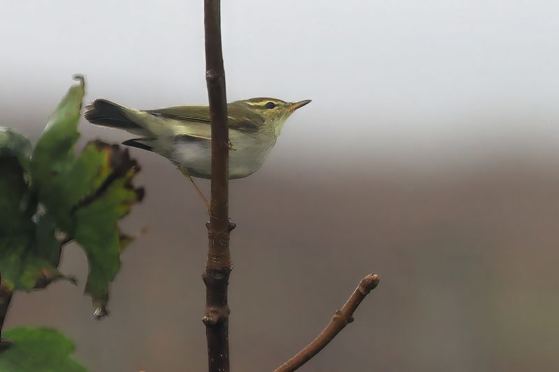 Arctic Warbler, Burn of Njugalswater