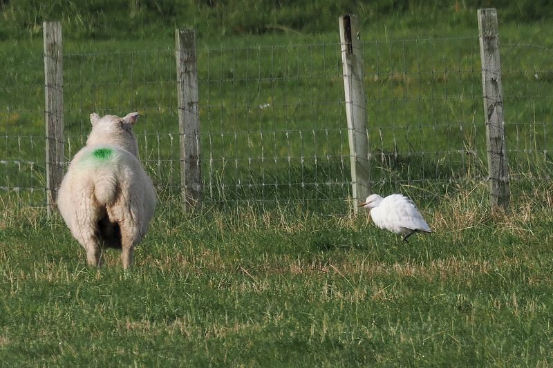 Cattle Egret, Sandwick
