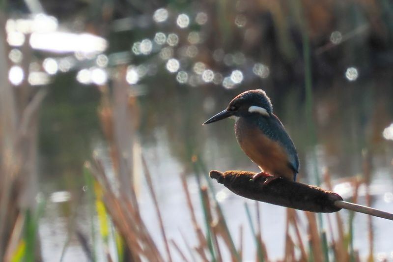 Kingfisher, RSPB Barons Haugh