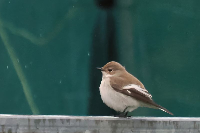 Pied Flycatcher, Easter Quarff