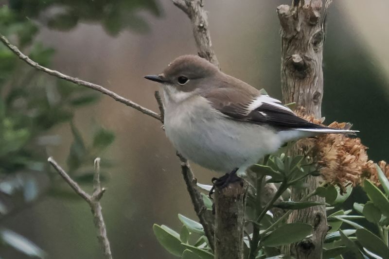 Pied Flycatcher, Easter Quarff