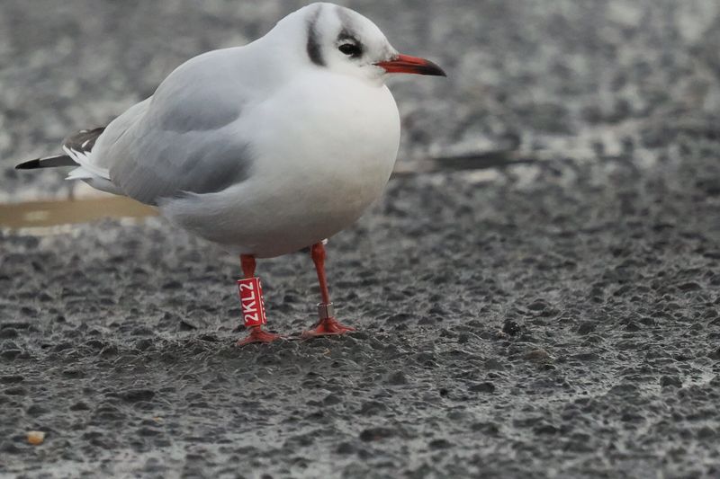 Black-headed Gull, Strathclyde Country Park