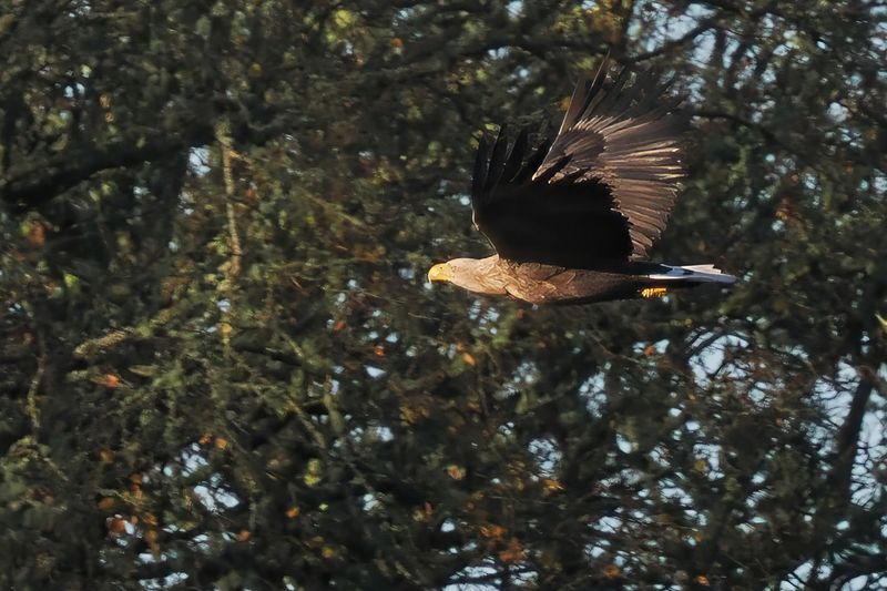 White-tailed Eagle, RSPB Loch Lomond