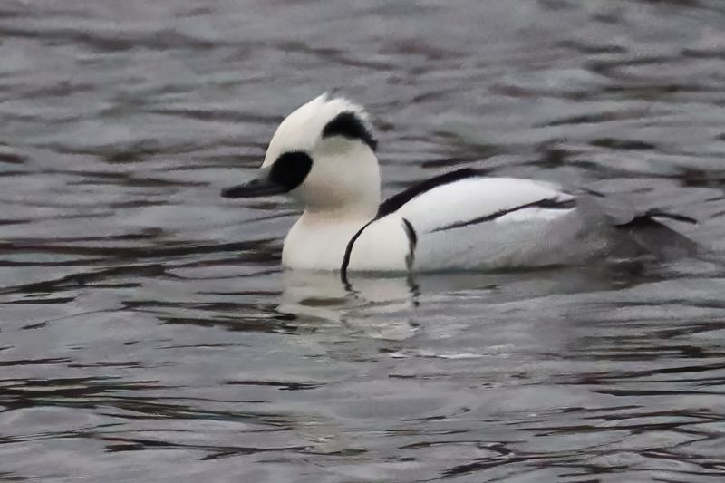 Smew, Broadwood Loch, Cumbernauld