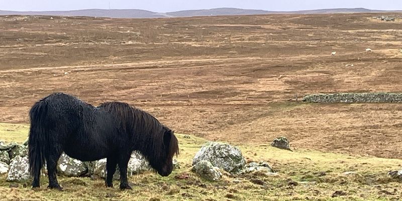 Shetland pony