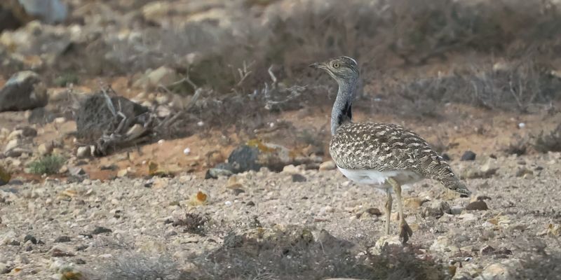 Houbara Bustard