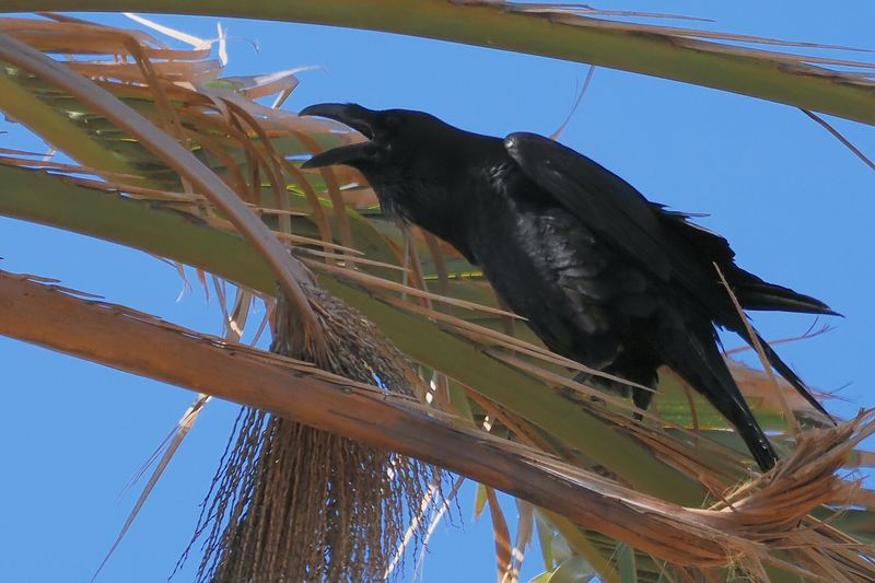 Raven