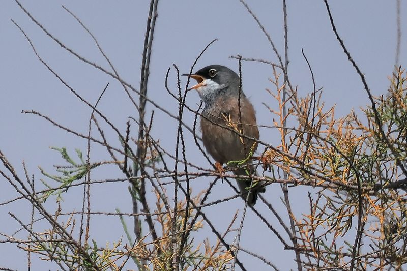 Spectacled Warbler