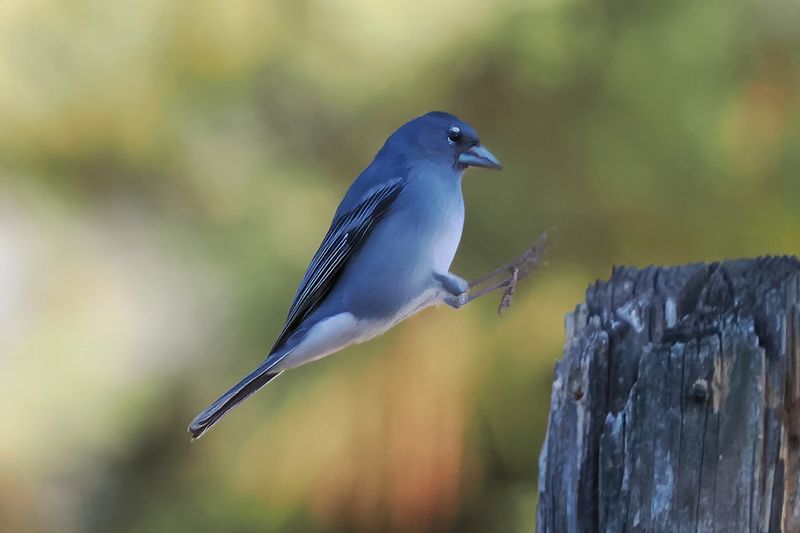 Tenerife Blue Chaffinch