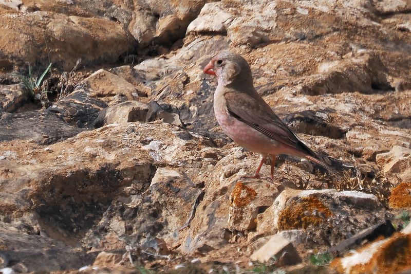 Trumpeter Finch