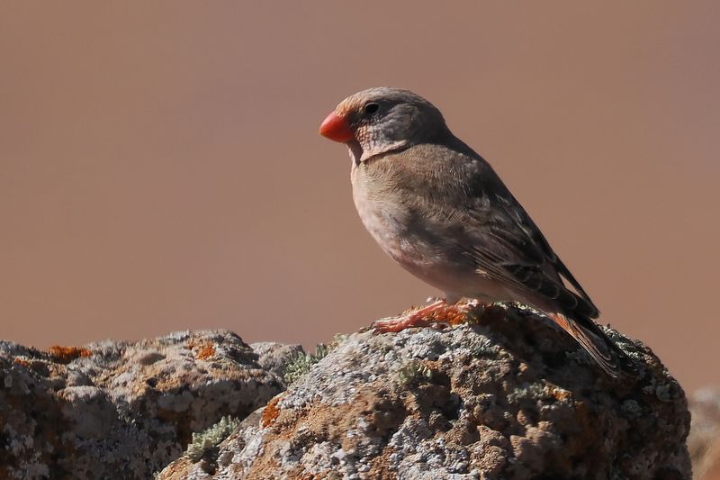 Trumpeter Finch