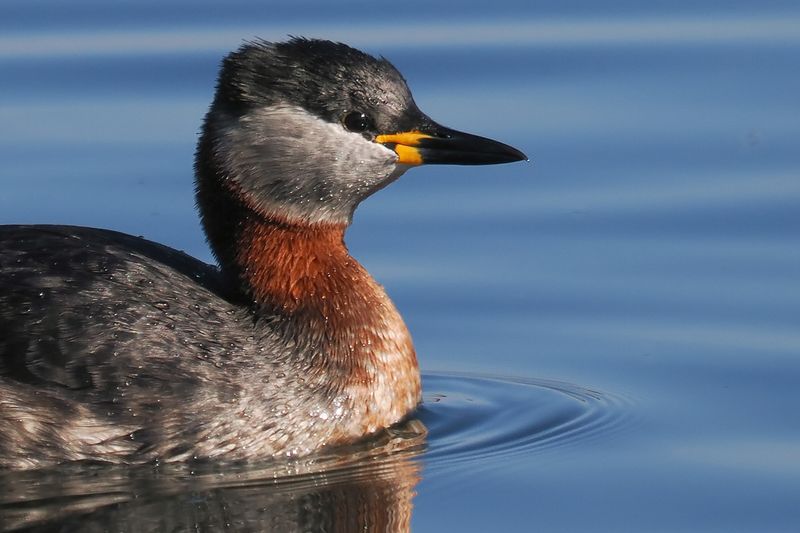 Red-necked Grebe, Hogganfield Loch, Glasgow