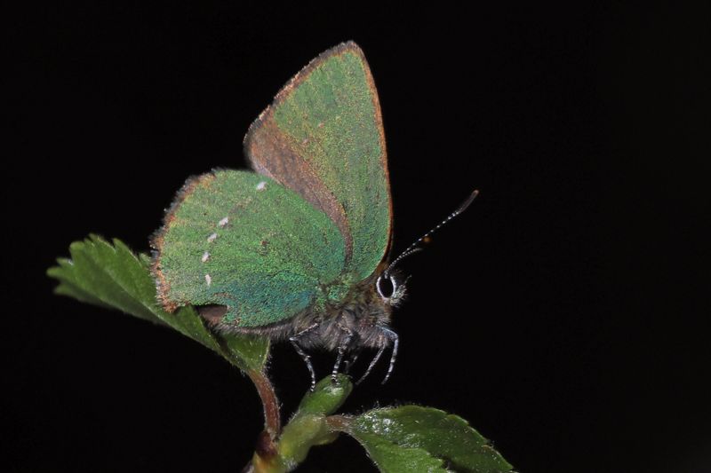 Green Hairstreak, Carman Muir