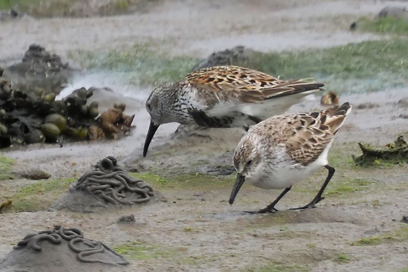 Western Sandpiper, Maidens, Ayrshire