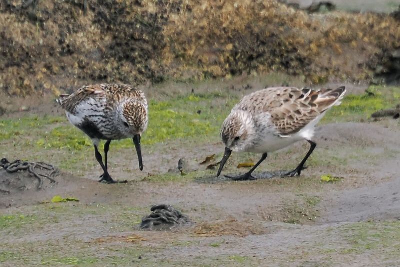Western Sandpiper, Maidens, Ayrshire