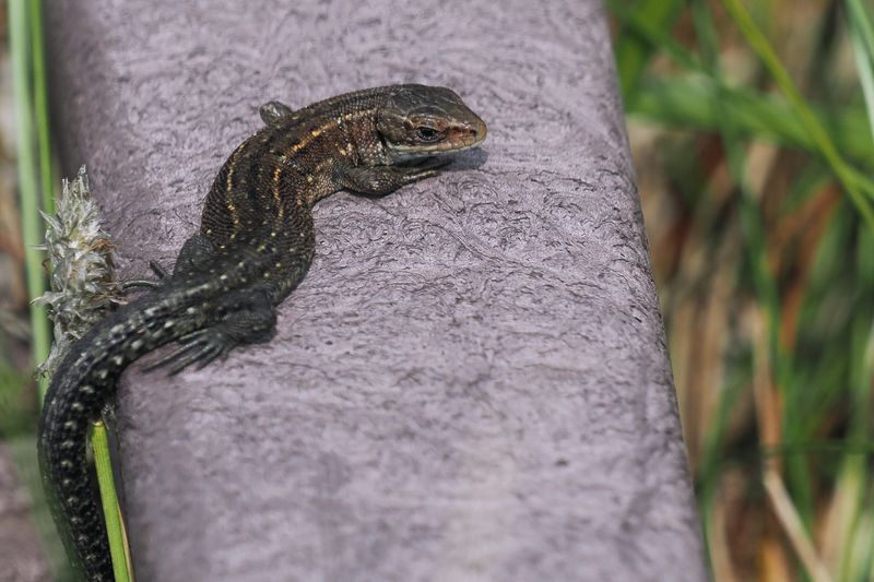 Common Lizard, Flanders Moss NNR
