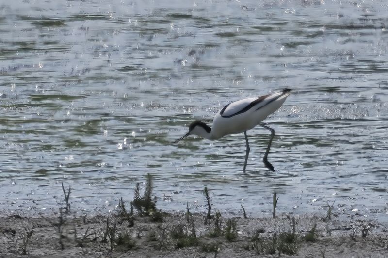 Avocet, RSPB Barons Haugh