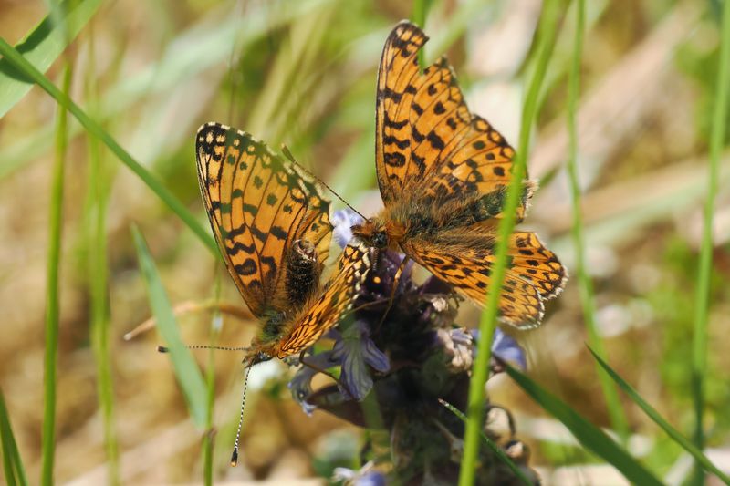 Small Pearl-bordered Fritillary, Douglas West