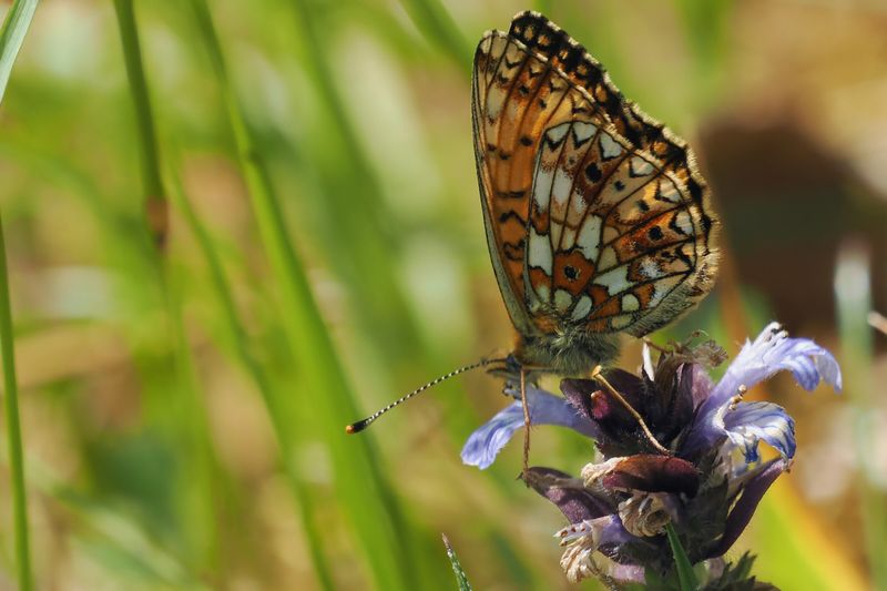 Small Pearl-bordered Fritillary, Douglas West