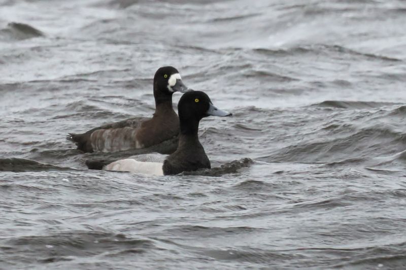 Greater Scaup, Loch of Spiggie