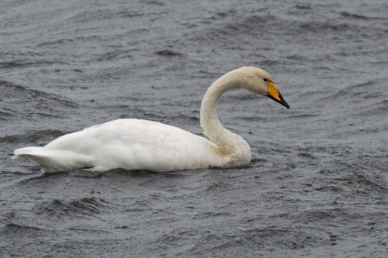 Whooper Swan, Loch of Spiggie