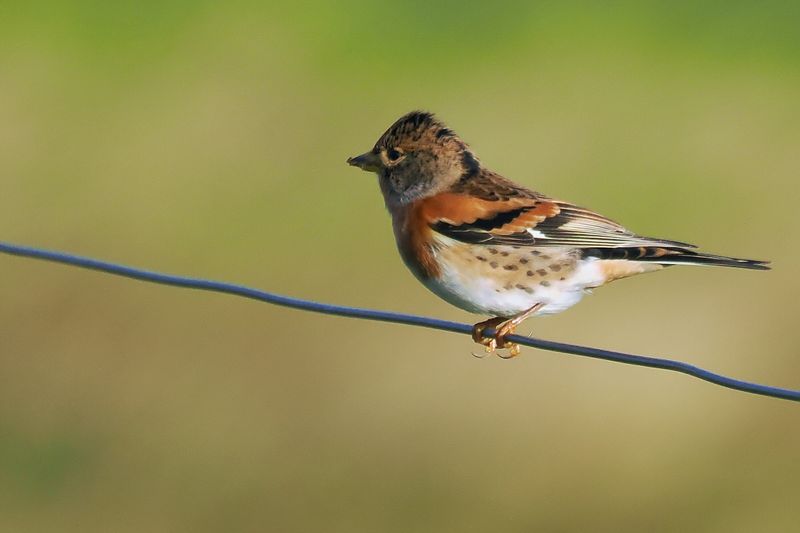 Brambling, Gutcher-Yell