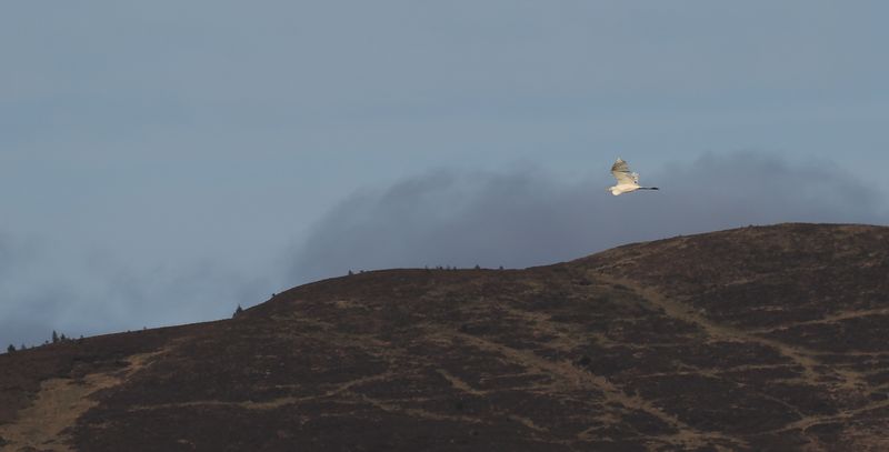 Great White Egret over Conic Hill
