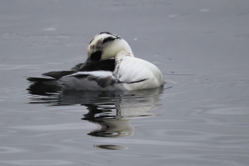 Smew, Broadwood Loch, Cumbernauld